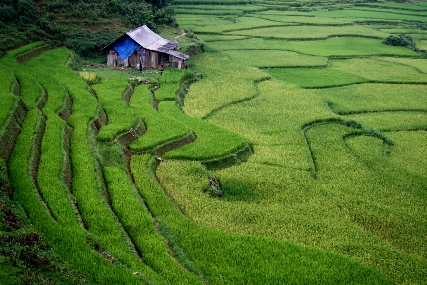 Nekonečná rýžová pole v horské oblasti Sapa, Vietnam