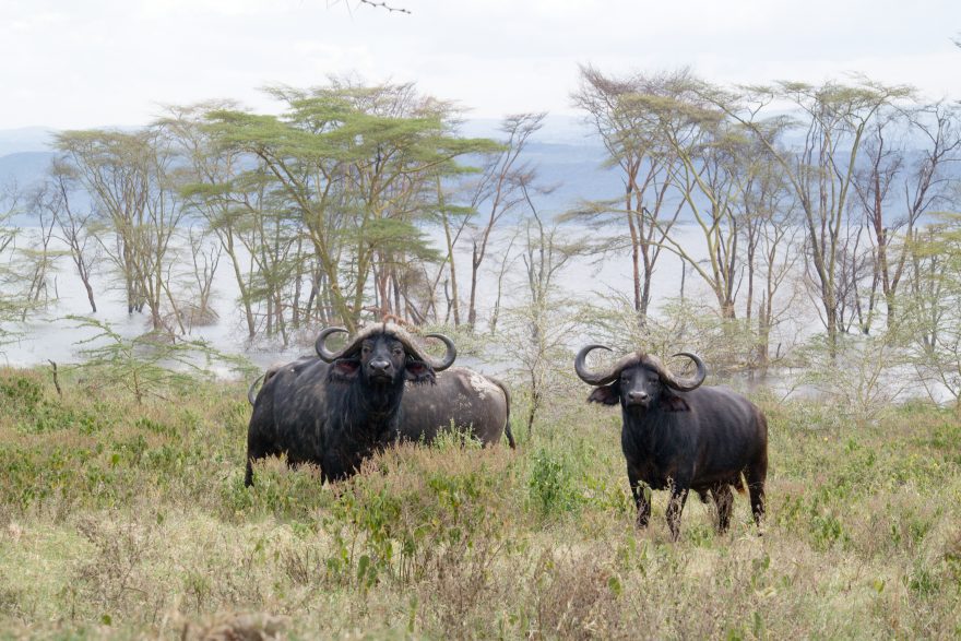 Buvolové u jezera Nakuru