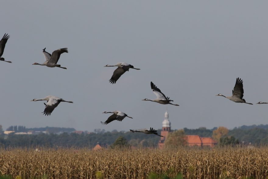 Barycz. Foto Petr Lumpe