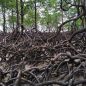 Sundarbans &#8211; největší mangrovy světa