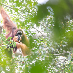 Orangutan sumaterský (Pongo abelii) pozorovaný Kukang týmem v pralese na Sumatře, foto Lucie Čižmářová