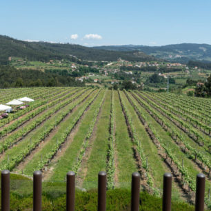 Vinice jsou na severovýchodě Portugalska běžným krajinným prvkem, Portugalsko, Autor: Michal Kroužel