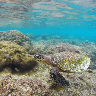 Korálové bloky a želva (Hawksbill Turtle) u Thoddoo, Alif Alif atol, Maledivy, foto: Lucie Mohelníková