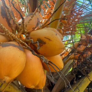 King Coconut, Dune Towers, Srí Lanka, autor: Martin Dlabač