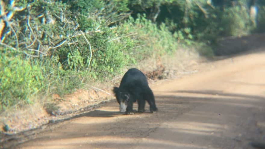 Medvěd pyskatý Wilpattu, Srí Lanka, autor: Martin Dlabač