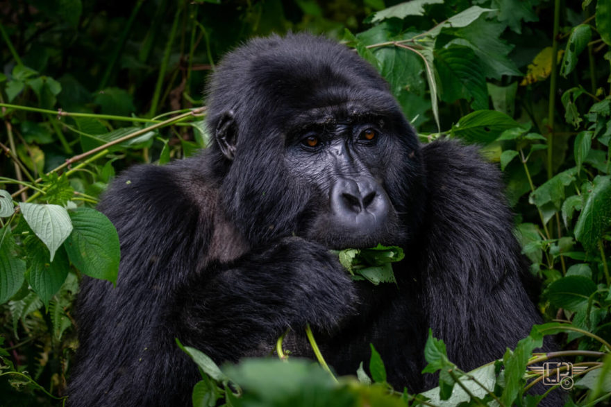 Samice, Národní park Bwindi, Uganda