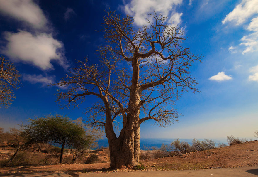 Majestátný baobab