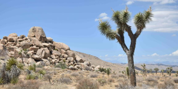 Národní park Joshua Tree a Grand Canyon ve vánici