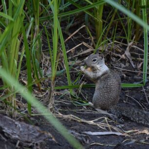 California Ground Squirrel (Sysel veveří)