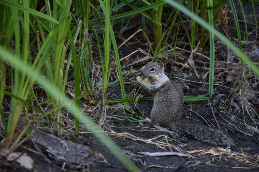 California Ground Squirrel (Sysel veveří)