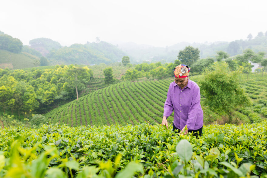 Vietnam. Foto: Master Vietnam