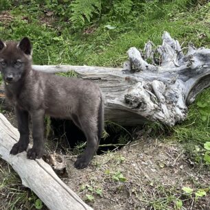 Mládě vlka - Yukon. Autor: Alena Mahlejová a Marie Šnajdrová