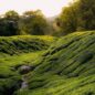 Cameron Highlands