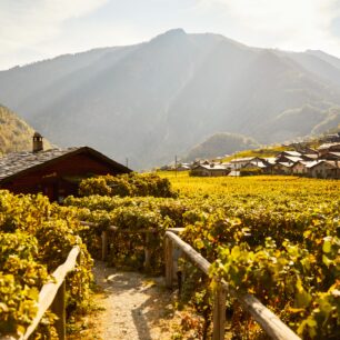 Vinice Lavaux v regionu ženevského jezera. Foto: Giglio Pasqua