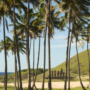 Palmový háj není pro Velikonoční ostrov obvyklý. Výjimku najdete na pláži Anakena