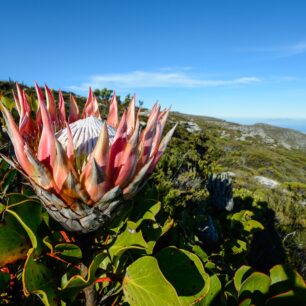 Protea Královská