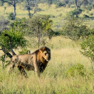 Krugerův národní park. Foto: Jan Hocek