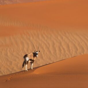 Oryx na písečných dunách pouště Namib. Autor: Václav Šilha