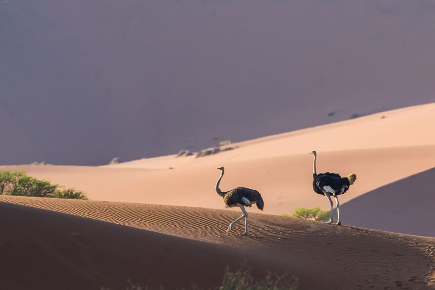 Skupinka pštrosů v poušti Namib. Autor: Václav Šilha