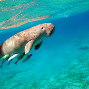 Egypt, Rudé moře, dugong, Marsa Alam, autor: CK Blue Style