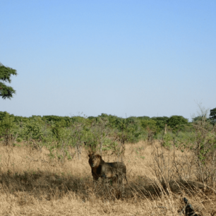Lvi na africkém safari