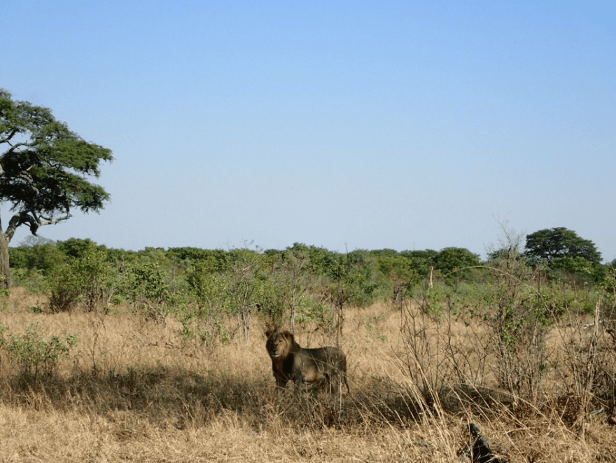 Lvi na africkém safari