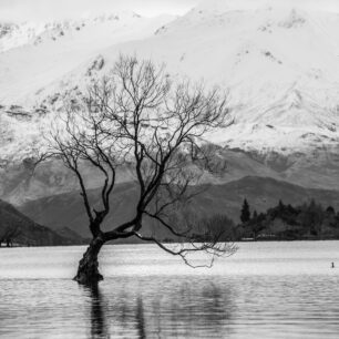 Wanaka, The Wanaka tree dnes už bohužel nemá spodní větev