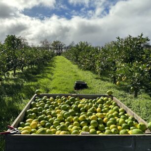 Pracovní den a jeden plný bin citronu na Novém Zélandu