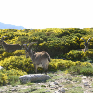 Bohoyo. Foto: Fundación Patrimonio Natural de CyL