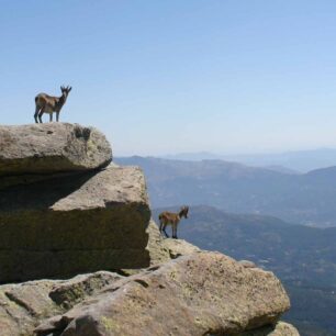 Zvířata v Sierra de Gredos. Foto: Fundación Patrimonio Natural de CyL