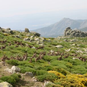 Gredos Machos poblíž Puerto del Peon. Foto: Fundación Patrimonio Natural de CyL