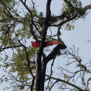 Papoušci Guacamayas v Copánu