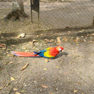 Papoušci Guacamayas v Copánu jsou fakt všude