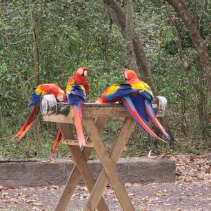 Papoušci Guacamayas v Copánu, v ruinách mají krmítka