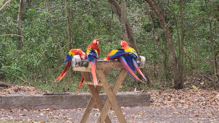 Papoušci Guacamayas v Copánu, v ruinách mají krmítka