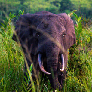 Slon pralesní v Kongu