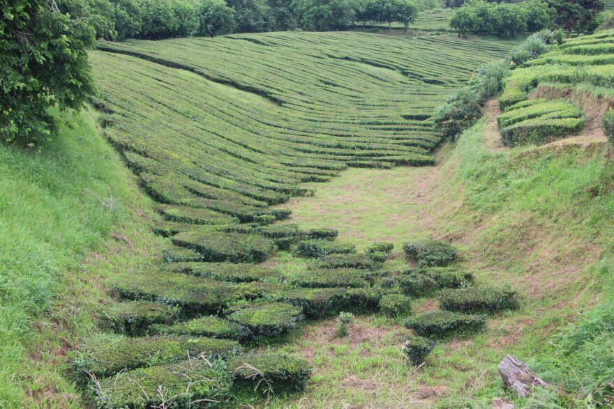 Čajovníkové plantáže u výrobny čajů Gorreana