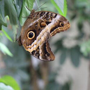 Motýlí exotika na ostrově Mainau