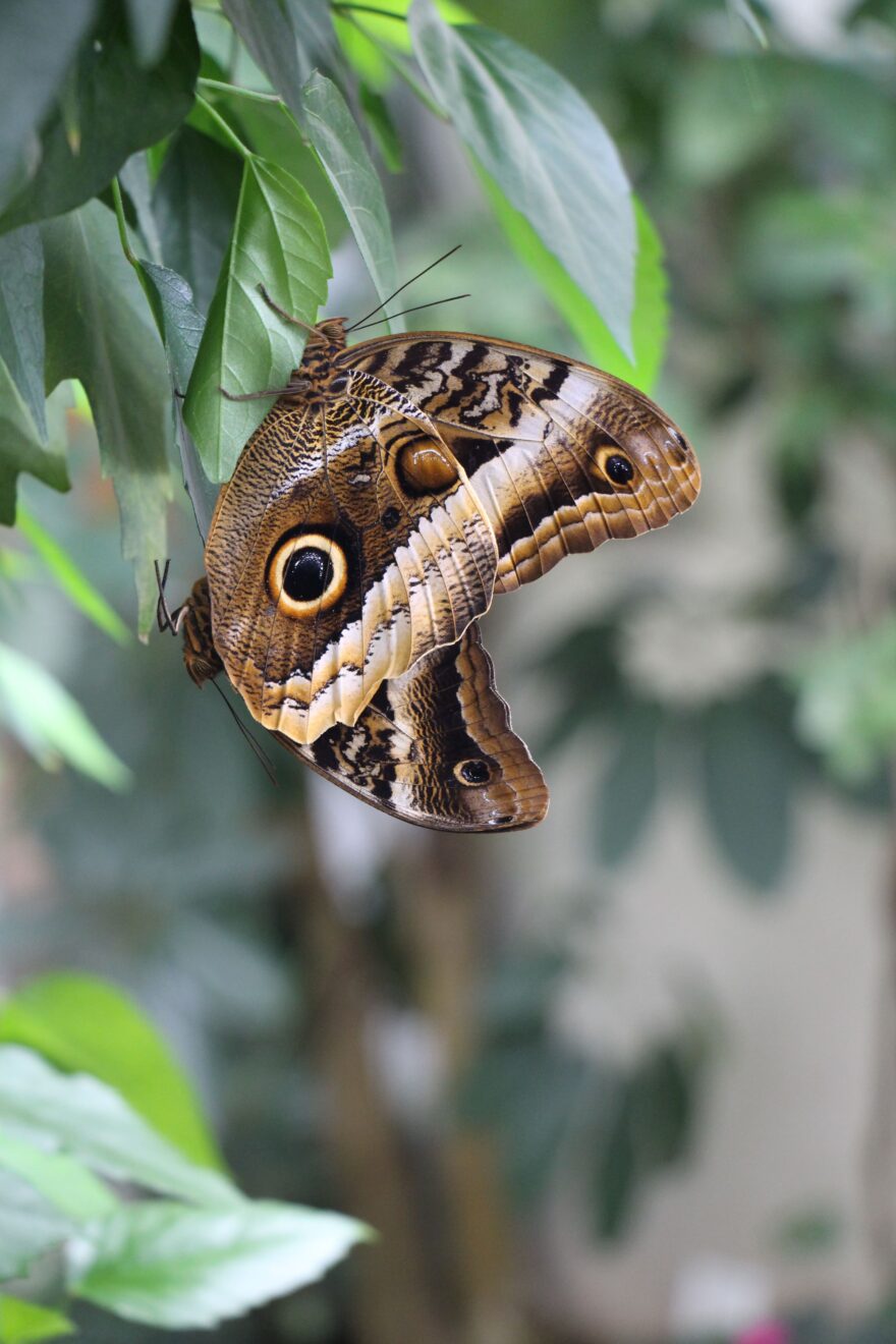 Motýlí exotika na ostrově Mainau