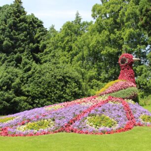 Páv sestavený ze živých květin na ostrově Mainau