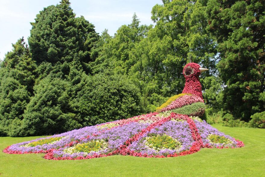 Páv sestavený ze živých květin na ostrově Mainau