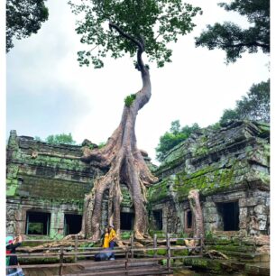 Z ruin ikonického chrámu Ta Prohm vyrůstají stromy