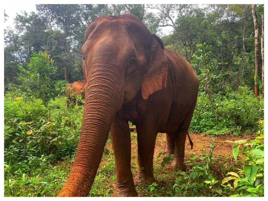 Jeden ze slonů v rámci rezervace v Mondulkiri