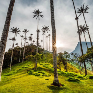 Údolí voskových palem Cocora. Foto: Pavel Svoboda