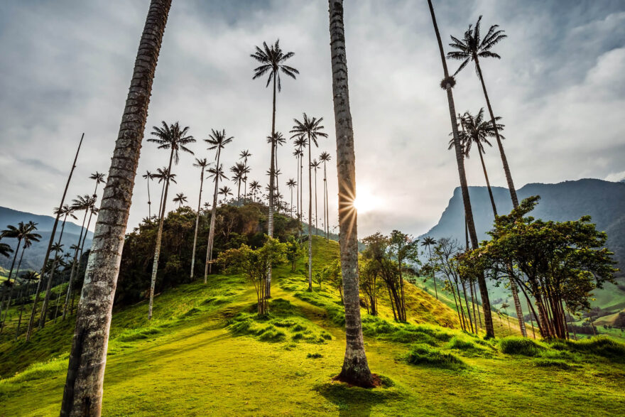 Údolí voskových palem Cocora. Foto: Pavel Svoboda