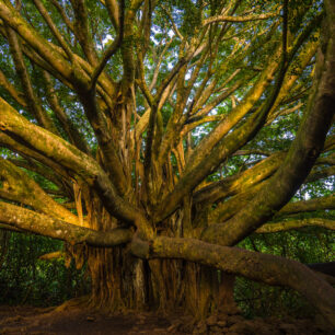 Banyan na ostrově Maui. Foto: Mart Eslem