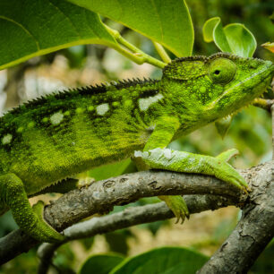 Chamaleon na Madagaskaru. Foto: Mart Eslem