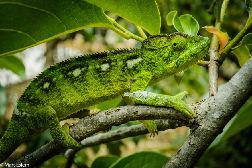 Chamaleon na Madagaskaru. Foto: Mart Eslem