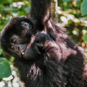 Rwanda, mládě horské gorily. Foto: Mart Eslem