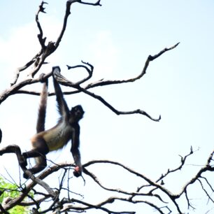 Z místní fauny: Spider monkey